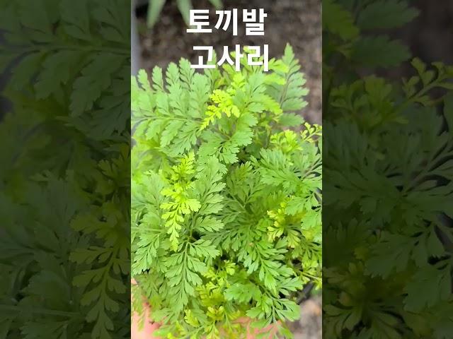 월간화원 토끼발고사리