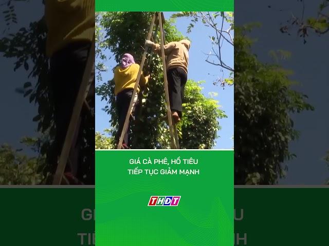 Giá cà phê, hồ tiêu tiếp tục giảm mạnh #nongnghiepmientay