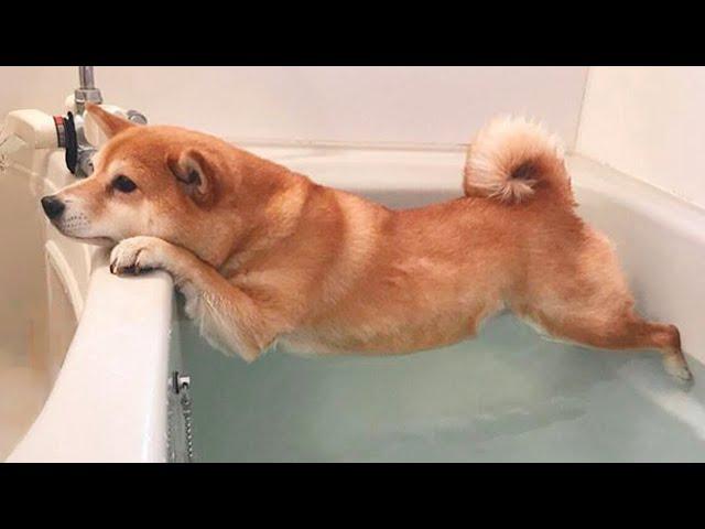 Funny Dogs Refuse To Take a Bath  Funny DOG videos 2024