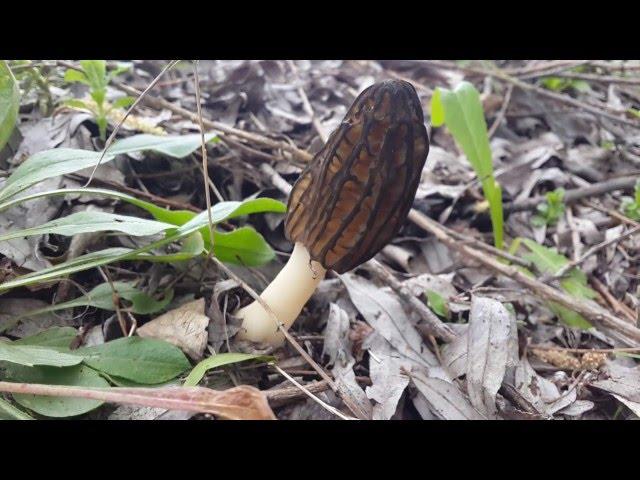 Весенние грибы: сморчок конический (Morchella conica)  и коническая шапочка (Verpa conica)