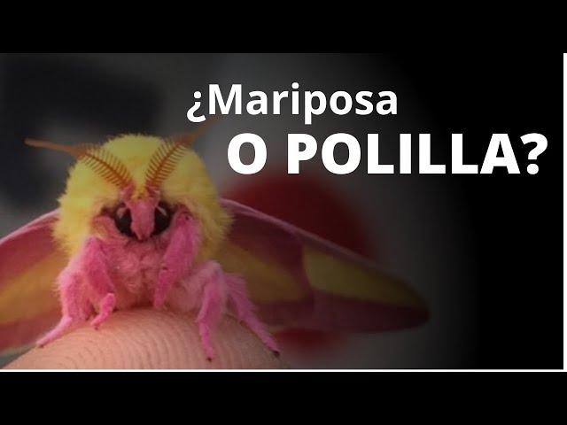 ¿Mariposa o polilla? Es más complicado de lo que parece