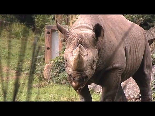 Paignton Zoo - Watch This Video For A Quick Tour Of The Zoo