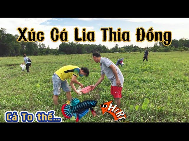 Buổi Chiều Đi xúc Cá Lia Thia Đồng ,xúc Toàn Cá Lia Thia Đồng Khủng | #bettabìnhdương