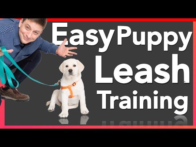 How to Leash Train your Puppy!