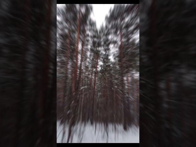 "Тайга" авторскую песню Е. Ваенги поет Павел Браилов