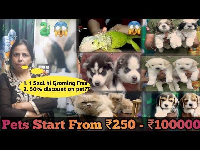 #shorts | Delhi Cheapest Pet Shop | India Best Pet Shop | #petlover #pets #dog #viral #trending