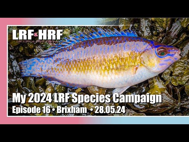 Episode 16: My 2024 LRF Species Hunt - Brixham