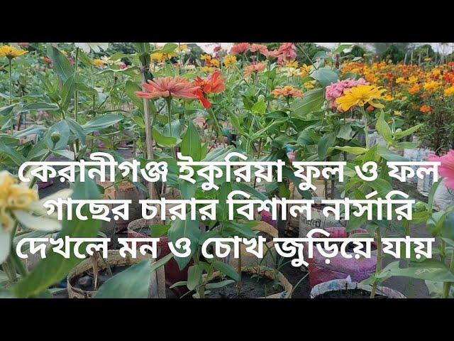 Garden view in keranigoing||South Keranigoing garden plant nursery view||Kd Express Channel