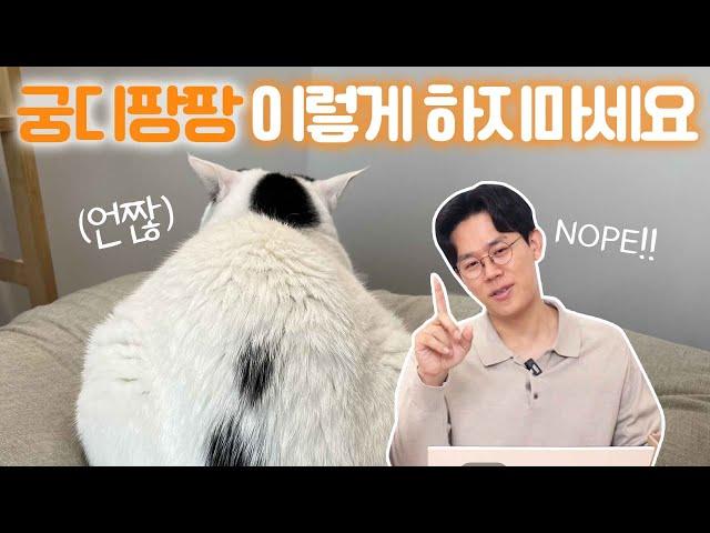 고양이 궁디팡팡, 제발 이렇게 하지 마세요 (feat.수의사)