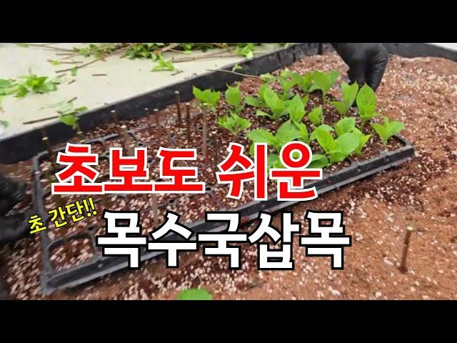 정말쉬운 목수국삽목(녹지삽&숙지삽)