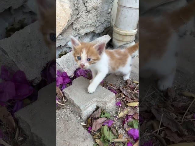 Kendi gelen kedi ailesinin bakımlarını üstlendim 