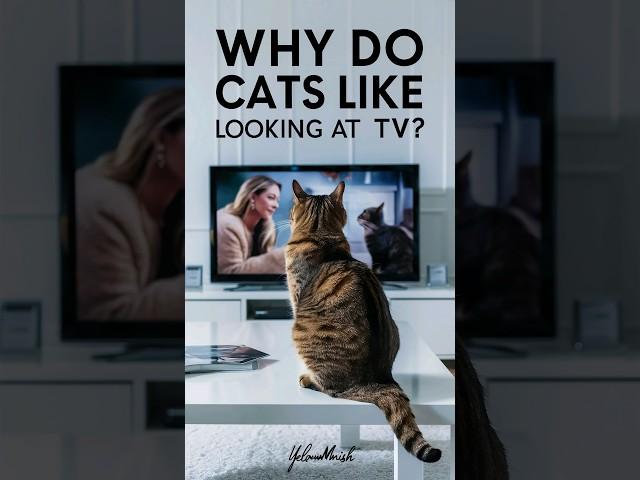 cats watch tv | Why do cats like looking at TV #cats #cat #pet @CutecatWorld_shorts