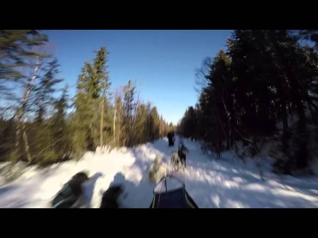 Dog Sledding Crash GoPro HD