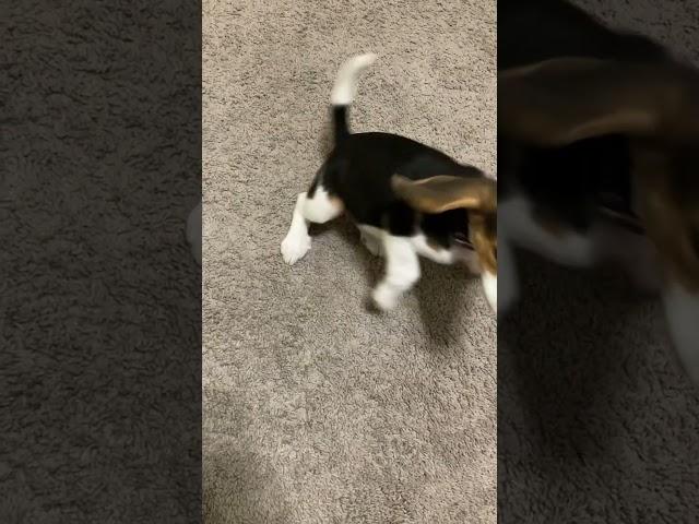 Beagle Puppy Howling