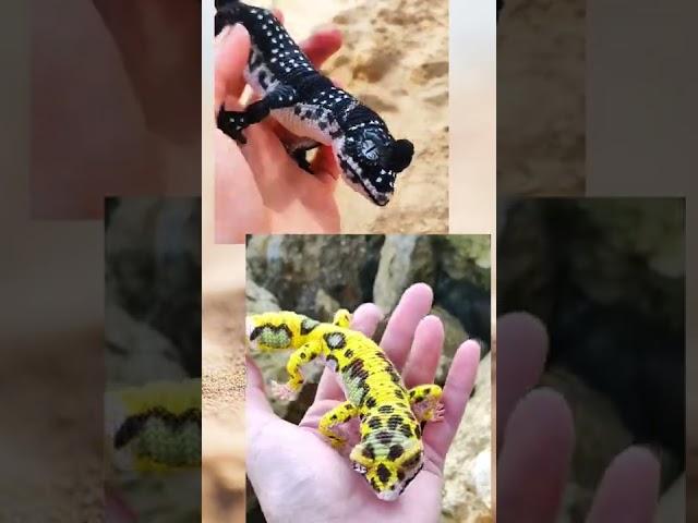 Crochet leopard gecko is designed by Totaksusha Kseniya Abdullina.