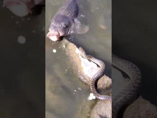 fish vs snake |fishing video |snake video| #shorts l #shortvideo