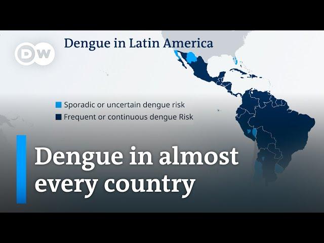 Latin America experiences worst dengue fever outbreak on record | DW News