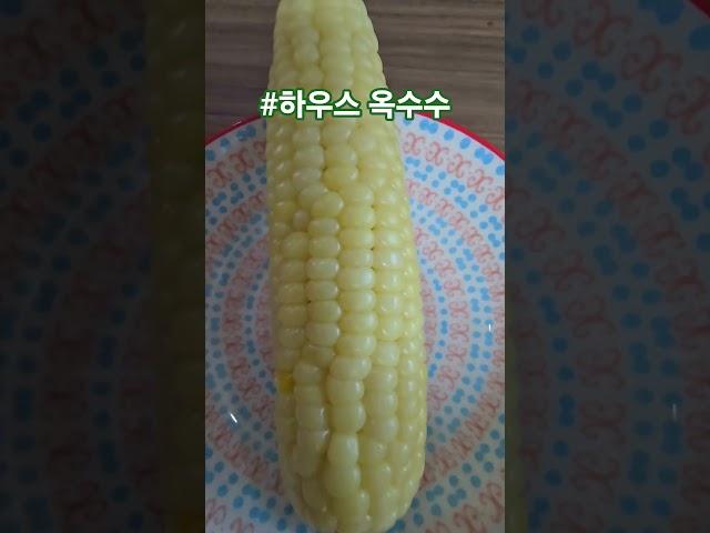 #옥수수 #하우스 옥수수 #정의송 #강냉이