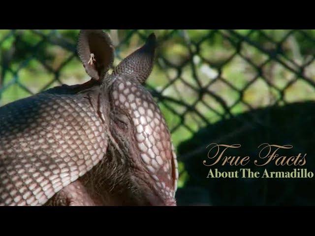 True Facts About The Armadillo