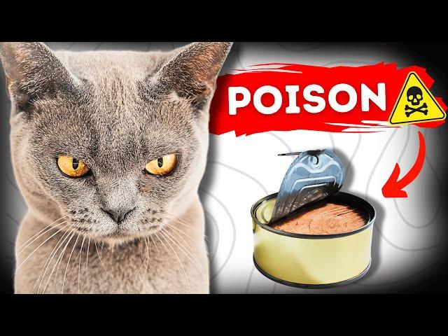 These Common Foods Could Secretly Be Poisoning Your Cat