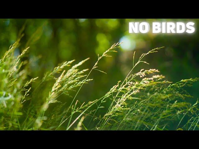 Peder B. Helland - Bliss (No Birds)