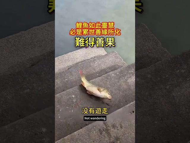 【眾生佛前渡】Ep55 放生魚上台階叩謝恩人才翻身下水 #放生 #鯉魚 #因緣 #眾生皆有靈性