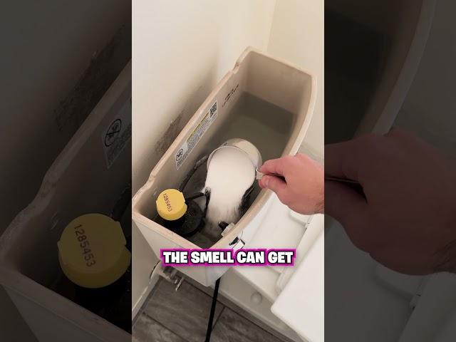 How to Clean Your Toilet Tank! 