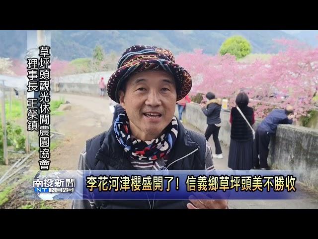 李花河津櫻盛開了! 信義鄉草坪頭美不勝收  南投新聞