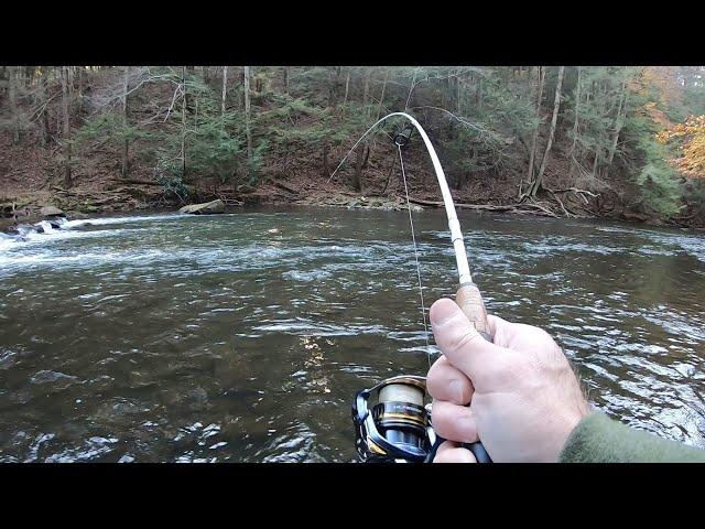 Creek Fishing for BIG TROUT! (Rainbow & Tiger Trout)