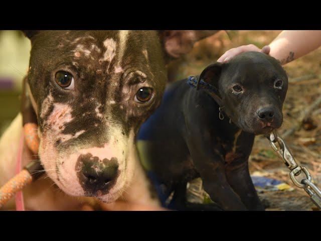 275 rescued: Largest alleged dogfighting operation in South Carolina