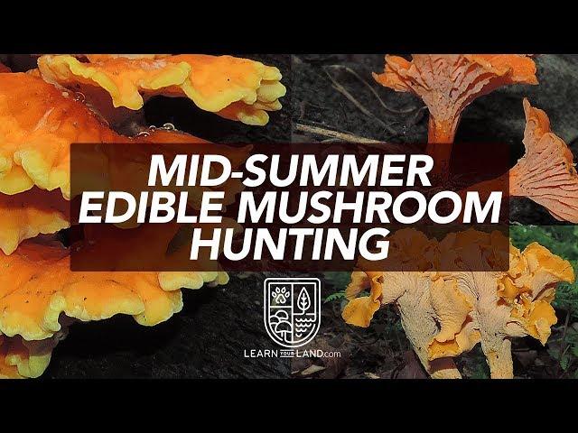 Mid-Summer Wild Edible Mushroom Hunting