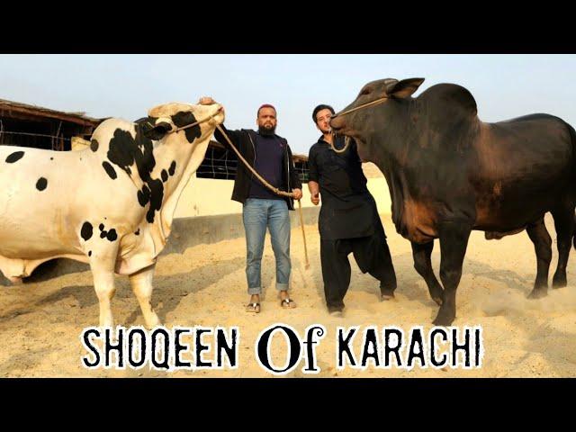 The Journey Begins - Amazing cattle farm bakraeid collection 2024 - Karachi Cattle Market