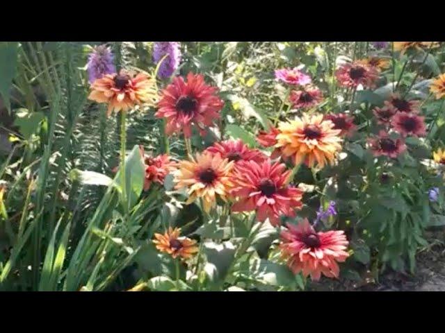 Sahara Rudbeckia in July from seed. Silver medal winner. Rudbeckia Hirta Romantic Coneflower Easy