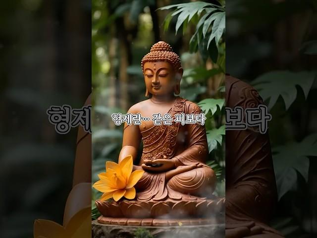 형제란, 같은 피보다같은 마음을 나누는 인연입니다. #부처님의가르침 #부처님말씀 #명언 #불교가르침