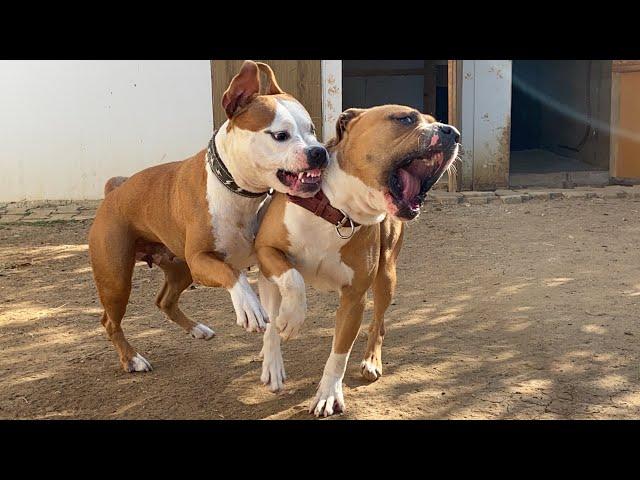 AMSTAFF'LARIN 70 GÜN SONRA BULUŞMASI - AMERİKAN STAFF THOR VE DAİSY