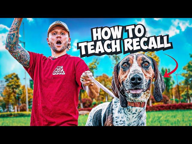 The Best Recall Training For Your Dog!