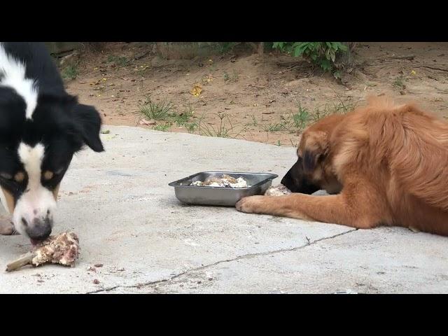 Dogs eat Beef episode 257| By Dog Food TV