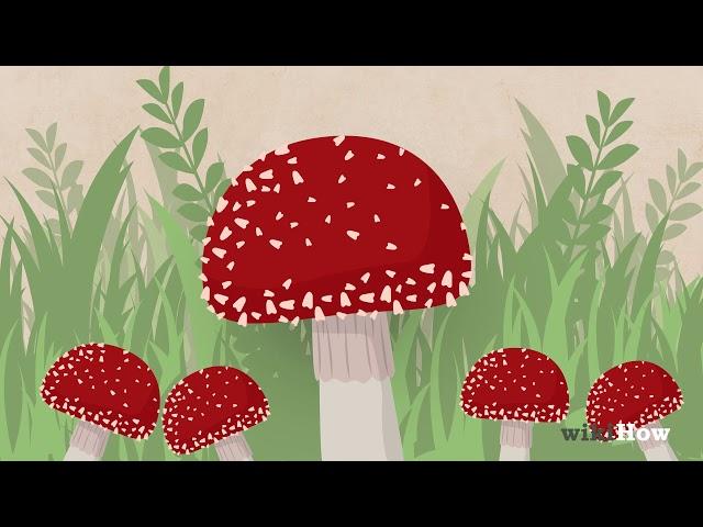 How to Identify Poisonous Mushrooms