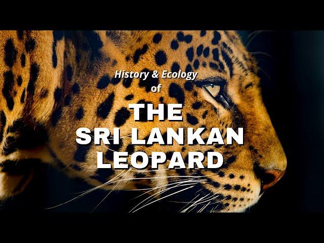 Sri Lankan Leopard | History & Ecology