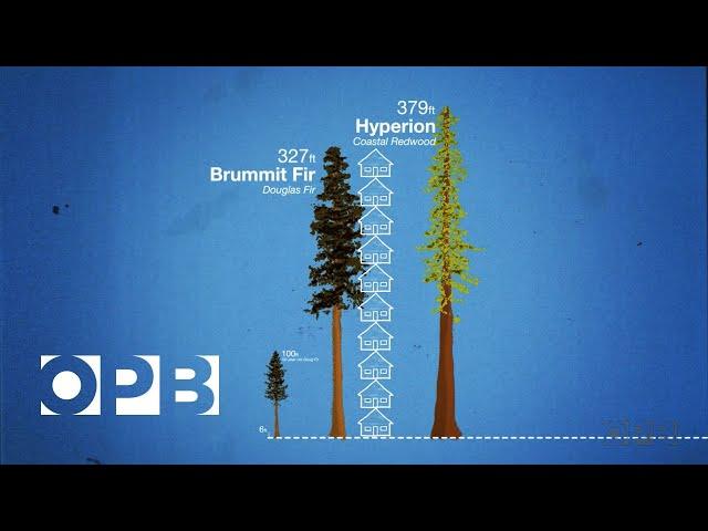 How Douglas Fir Trees Shaped The Northwest