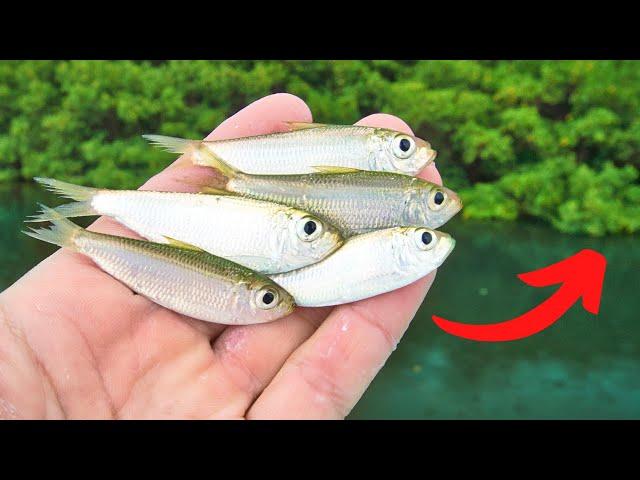 Fishing LIVE Bait to Catch an Inshore SLAM (Bonus Catch)