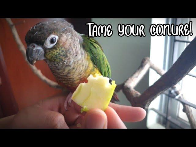 How to tame a conure - Taking your bird out of the cage and training steps!