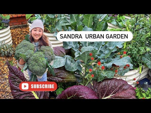 Welcome to Sandra Urban Garden