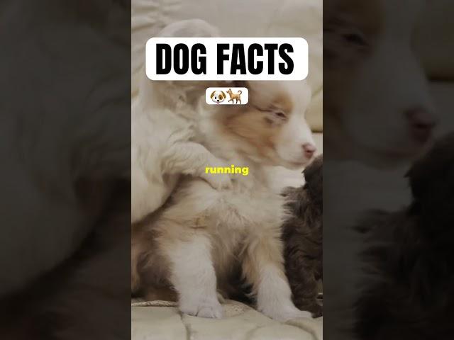 DOG FACTS                                          #facts #dogfact #animal #fyp #puppy #doggo