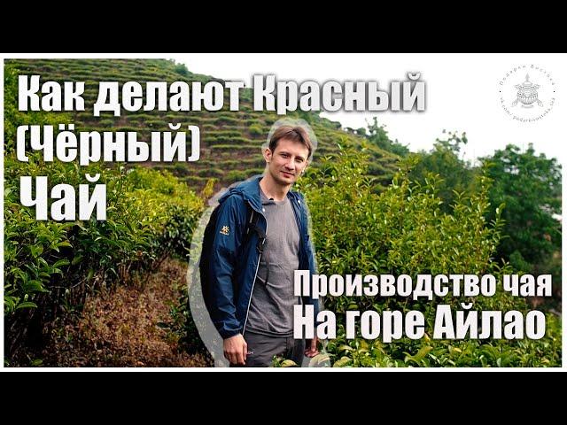 Как делают КРАСНЫЙ (ЧЁРНЫЙ) ЧАЙ: производство чая на горе Айлао. Podarkivostoka