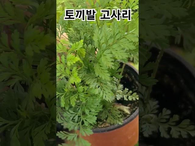 #더그린가든센터 #토끼발고사리