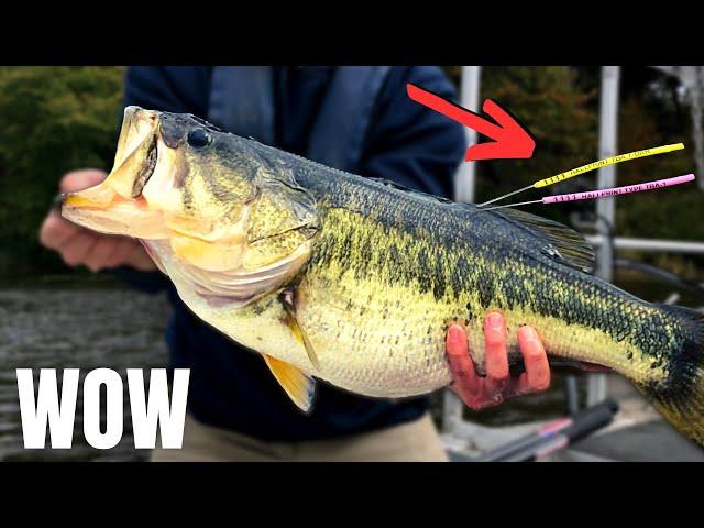 This Bass STUDY Forced Me To FISH Differently