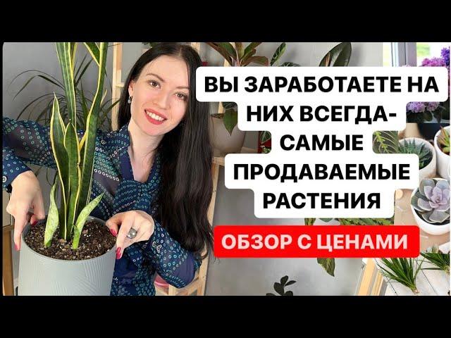 ЭТИ РАСТЕНИЯ ПРОДАЮТСЯ ЛУЧШЕ ВСЕХ, РАСТЕНИЯ С ЦЕНАМИ