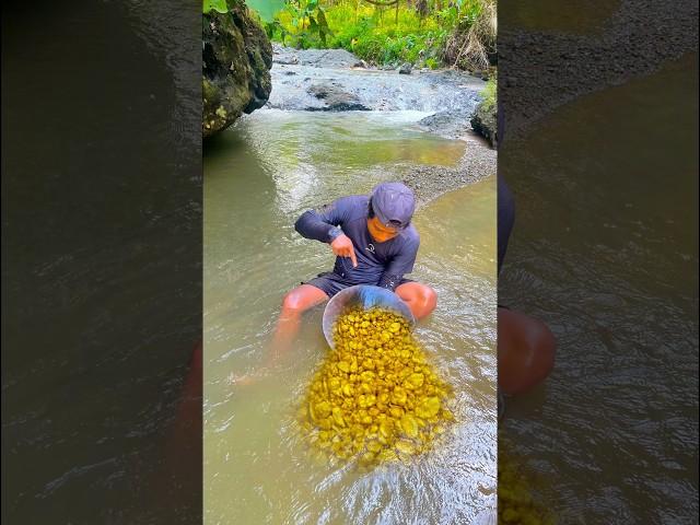 Luckily this man found gold in an ancient river #discoveringgold #findinggold #goldfields #gold