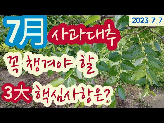 7월, 사과대추 - 꼭 챙겨야 할 3가지 중요사항 #도장지 제거 #추비, 칼슘 시비 #개화기 병충해방제